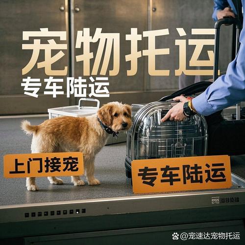 寵物貨運圖片寵物貨運圖片大全